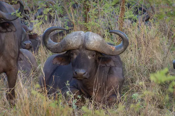 Kruger national park, Güney Afrika, bufalo