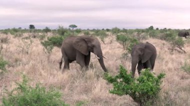 Kruger Ulusal Parkı 'nda fil, Güney Afrika