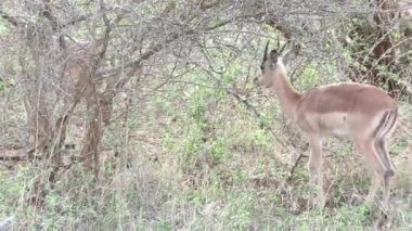 Impala Kruger National park, Güney Afrika