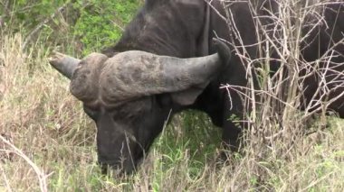 Kruger national park, Güney Afrika, bufalo