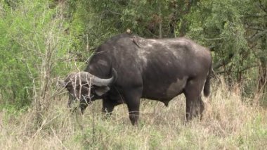 Kruger national park, Güney Afrika, bufalo