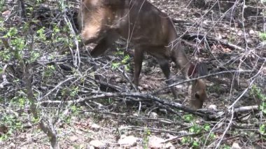 Impala Kruger National park, Güney Afrika
