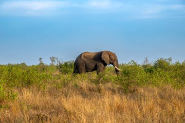 Güney Afrika 'daki Kruger Park ovalarında bir fil.