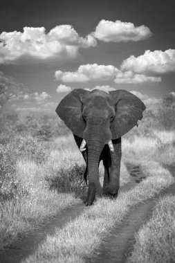 elephant on a dirt road in Kruger Park in South Africa clipart