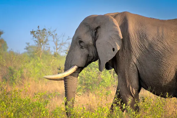 Güney Afrika 'daki Kruger Park ovalarında bir fil.