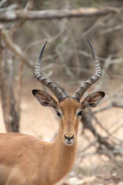 Impala Kruger National park, Güney Afrika