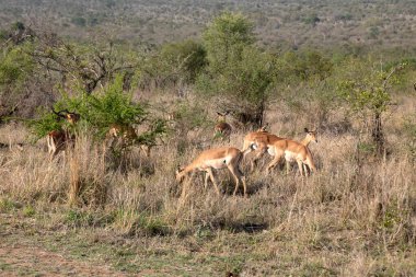 Kruger Ulusal Parkı, Güney Afrika 'da bir grup impalas.