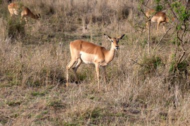 Kruger Ulusal Parkı, Güney Afrika 'da bir grup impalas.