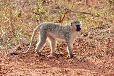 Kruger Ulusal Parkı, Güney Afrika 'da Vervet Maymunu (Chlorocebus pygerythrus)