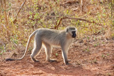 Kruger Ulusal Parkı, Güney Afrika 'da Vervet Maymunu (Chlorocebus pygerythrus)