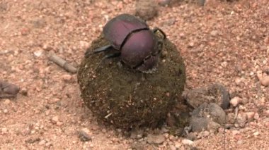 Gübre böceği Kruger Ulusal Parkı, Güney Afrika 'da gübre topu yapıyor.