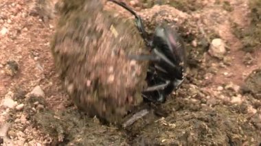 Gübre böceği Kruger Ulusal Parkı, Güney Afrika 'da gübre topu yapıyor.