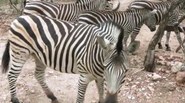 Zebra sürüsü, yakın plan, Kruger Ulusal Parkı, Güney Afrika
