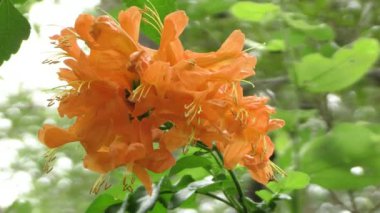 Açelya çiçeğinin yakın görüntüsü