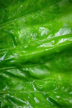 Kocaman yeşil yapraklar, taro.