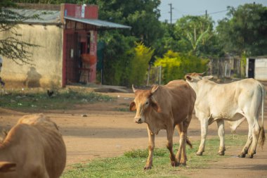 Güney Afrika 'da yol kenarındaki bir köyde inek.