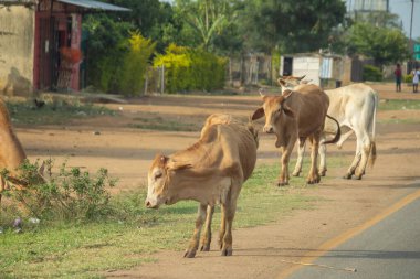Güney Afrika 'da yol kenarındaki bir köyde inek.