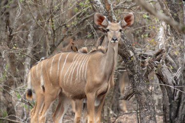 Kudu, yakın plan, Kruger Ulusal Parkı, Güney Afrika