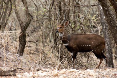 Kruger Park, Güney Afrika 'da Guib' e koşum takıldı.