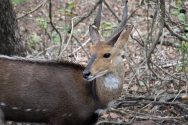 Harnessed Bushbuck close-up, Kruger National Park, South Africa clipart