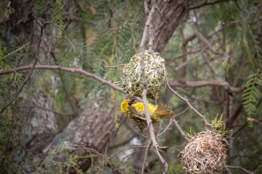 Güney Afrika, yuva yapan dokumacı