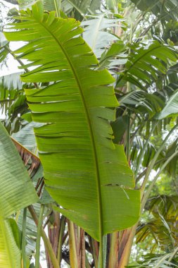 Güney Afrika 'nın dağlık bir bölgesinde palmiye ağacı