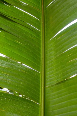Yeşil muz yaprağı arkaplanı Tropikal bir bitkinin dokusu
