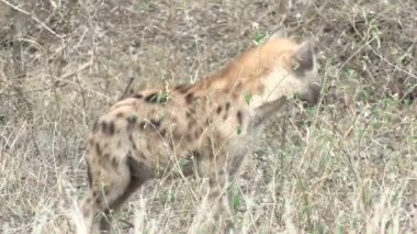 Genç benekli sırtlan Kruger Ulusal Parkı, Güney Afrika