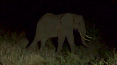 Gece vakti Güney Afrika Kruger Ulusal Parkı 'nda fil.