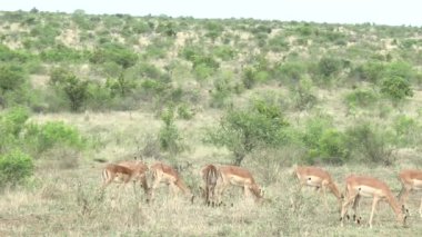 Kruger Ulusal Parkı, Güney Afrika 'da bir grup impalas.