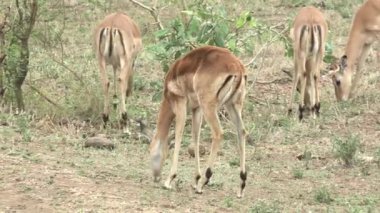 Kruger Ulusal Parkı, Güney Afrika 'da bir grup impalas.