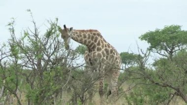Kruger Ulusal Parkı 'nda zürafa, Güney Afrika