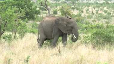 Güney Afrika 'daki Kruger Park' ta fil yiyor.