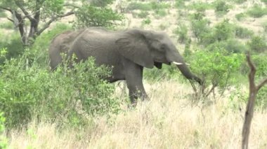 Kruger Ulusal Parkı 'nda fil, Güney Afrika