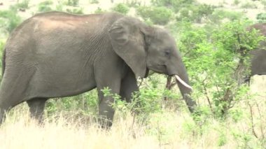 Güney Afrika 'daki Kruger Park' ta fil yiyor.