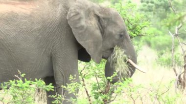Güney Afrika 'daki Kruger Park' ta fil yiyor.