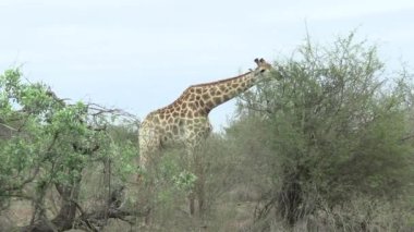 Kruger Ulusal Parkı 'nda zürafa, Güney Afrika