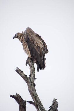 Güney Afrika 'daki Kruger Ulusal Parkı' nda ölü bir ağaçtaki akbaba.