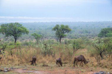 Mavi wildebeest Kruger National park, Güney Afrika