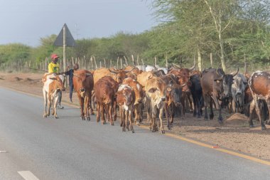 Jeppes Resifi yakınlarındaki R570 yolu, Mpumalanga, Güney Afrika - 11102024: R570 yolunun kenarındaki zula sürüsü