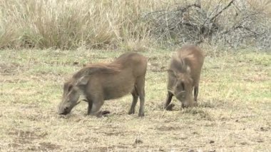Güney Afrika Kruger Ulusal Parkı 'ndaki Yaban domuzu