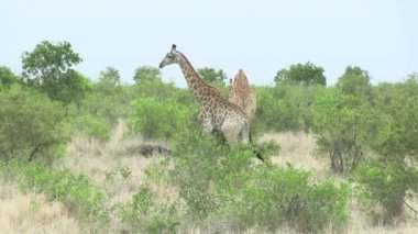 Zürafalar Kruger National Park, Güney Afrika