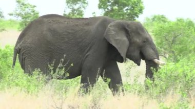 Kruger Ulusal Parkı 'nda fil, Güney Afrika