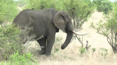 Kruger Ulusal Parkı 'nda fil, Güney Afrika