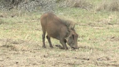 Güney Afrika Kruger Ulusal Parkı 'ndaki Yaban domuzu
