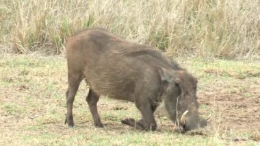 Güney Afrika Kruger Ulusal Parkı 'ndaki Yaban domuzu