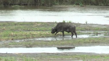 Güney Afrika Kruger Ulusal Parkı 'ndaki bir nehir kıyısındaki bufalolar.