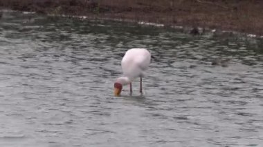 Güney Afrika 'daki Kruger Ulusal Parkı' nda Leyleğin Ibis 'i (Mycteria ibis)