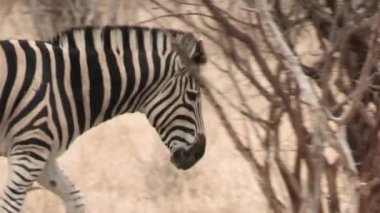 Zebra Kruger Ulusal Parkı, Güney Afrika