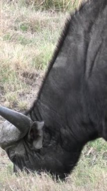 Kruger national park, Güney Afrika, bufalo